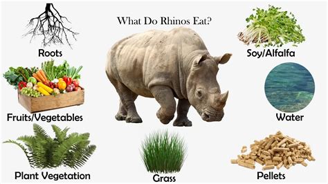 What do rhinos eat - Black rhino maintains a systematic diet on their own. Black rhinos are the browsers that get the most out of their nourishment by eating trees and shrubs. They use their lips to snap leaves and fruit from the branches. The white rhinoceros grazed on the grass, plummeting to the ground with their very heads and square lips. 